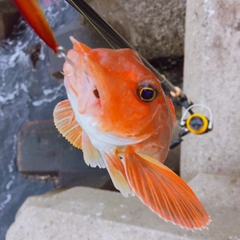 ホウボウの釣果