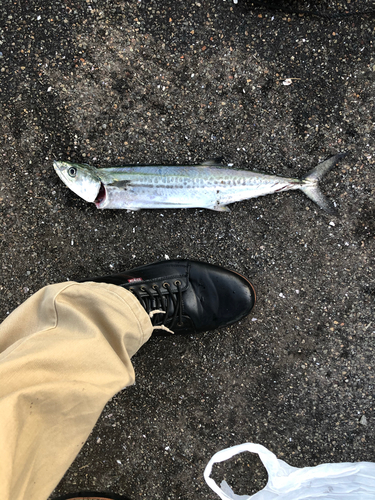 サゴシの釣果