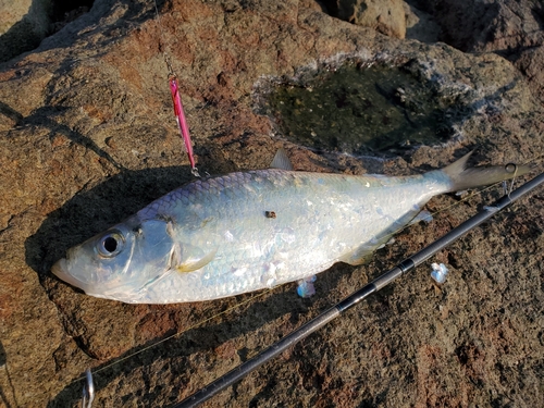 ターポンの釣果