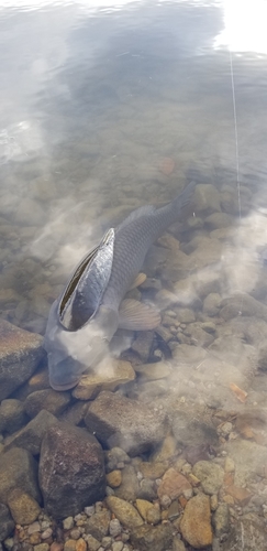 コイの釣果