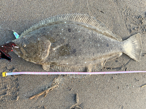 ヒラメの釣果