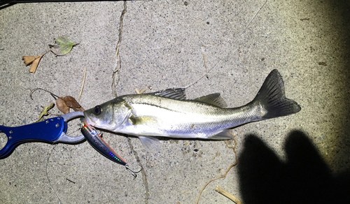 シーバスの釣果