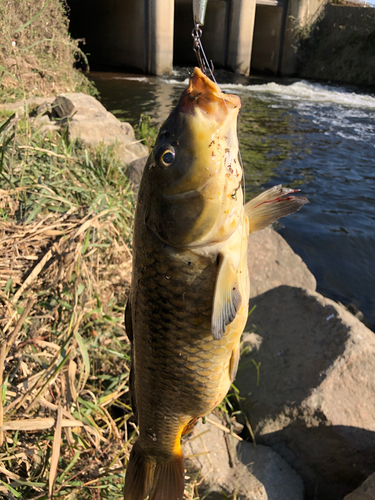 ニゴイの釣果