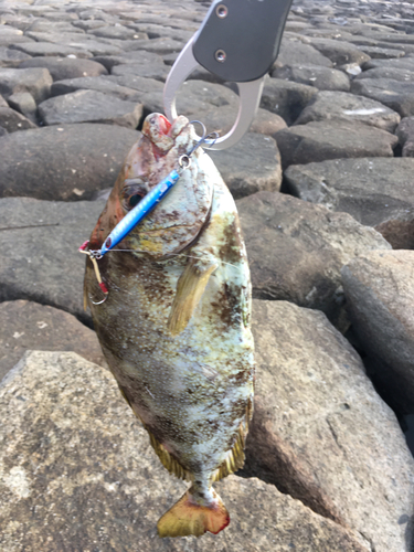 アイゴの釣果