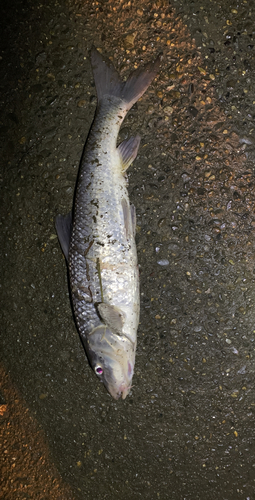 ニゴイの釣果