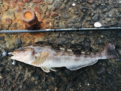 アイナメの釣果