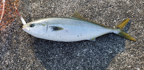 ヤズの釣果