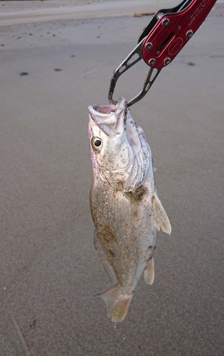 ニベの釣果