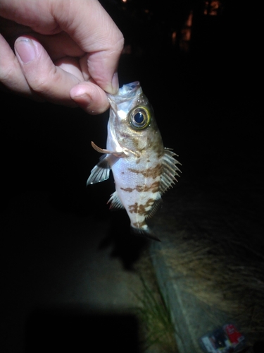 メバルの釣果