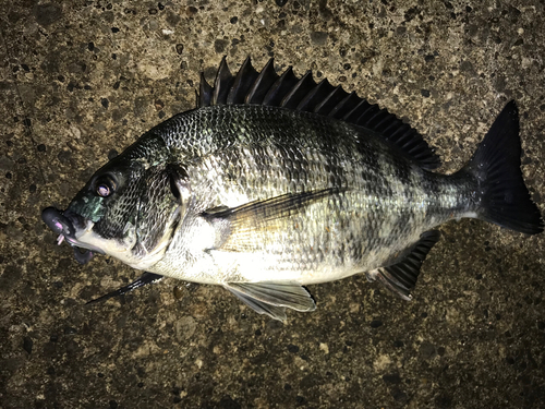 クロダイの釣果