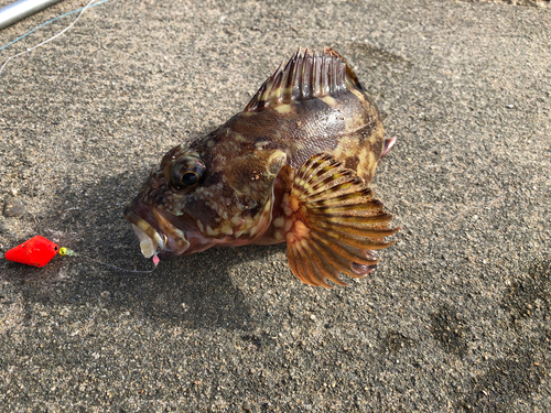 カサゴの釣果