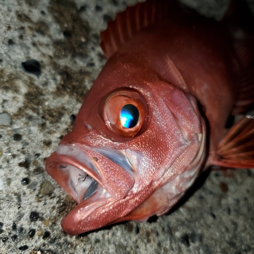 キントキダイの釣果