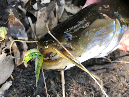 ニホンナマズの釣果