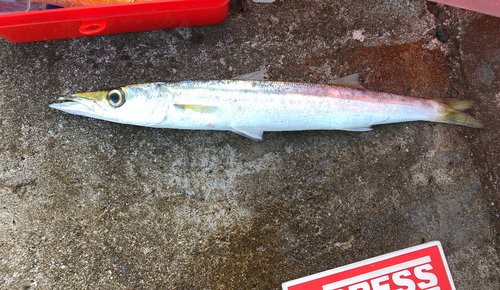 カマスの釣果