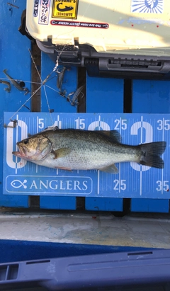 ブラックバスの釣果