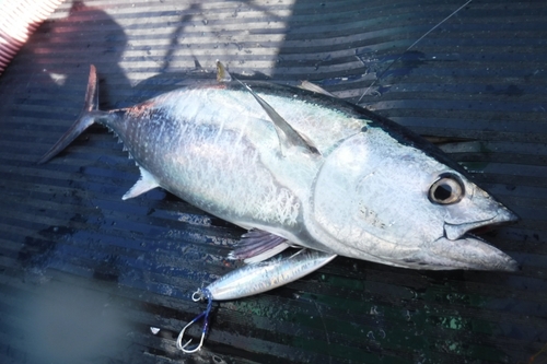 クロマグロの釣果