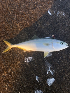 イナダの釣果