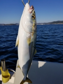 ツバスの釣果