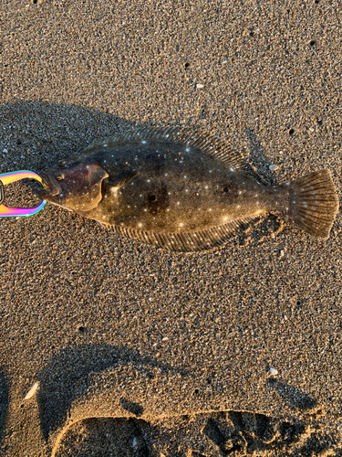 ヒラメの釣果