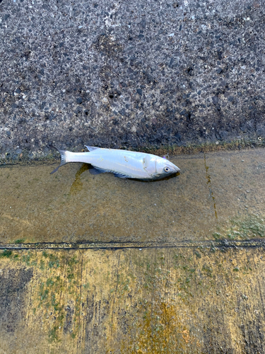 セイゴ（マルスズキ）の釣果