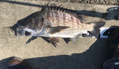 クロダイの釣果