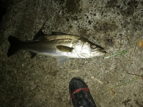 マルスズキの釣果