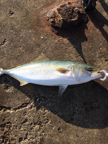 イナダの釣果