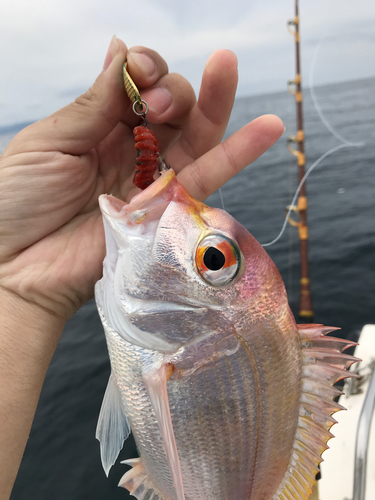 レンコダイの釣果