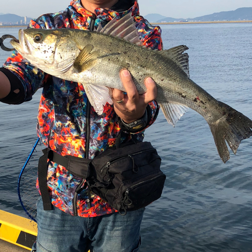 スズキの釣果