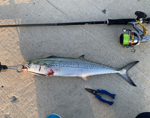 サゴシの釣果