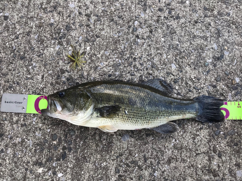 ブラックバスの釣果