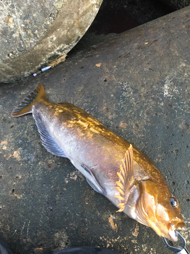 アイナメの釣果