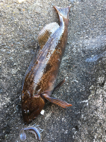 アイナメの釣果