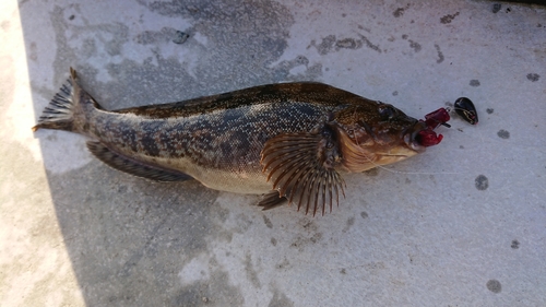 アイナメの釣果