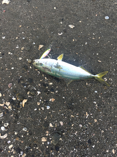 イナダの釣果