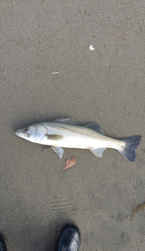 スズキの釣果