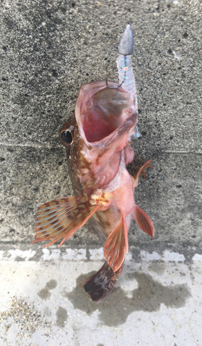 カサゴの釣果