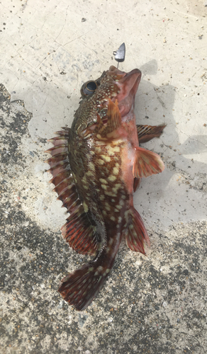 カサゴの釣果