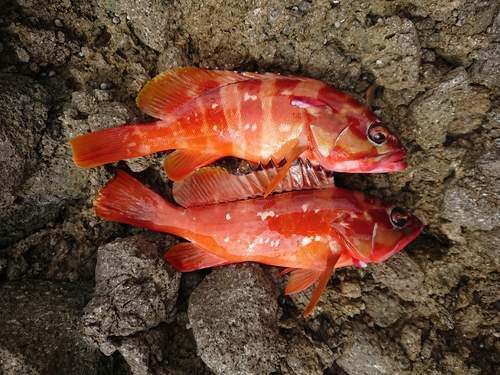 アカハタの釣果