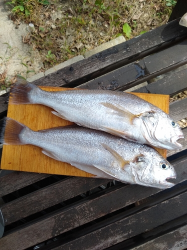 イシモチの釣果