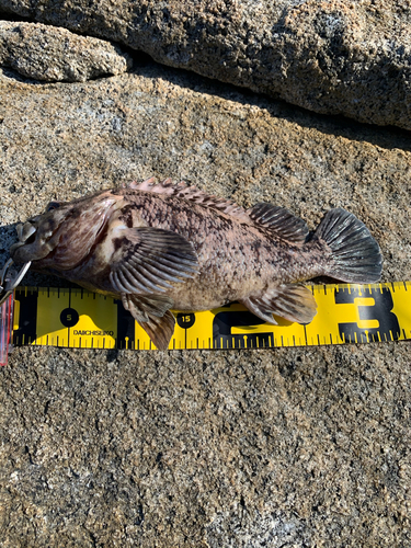 ムラソイの釣果