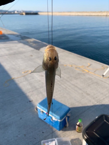 ハゼの釣果