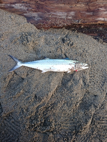 サゴシの釣果