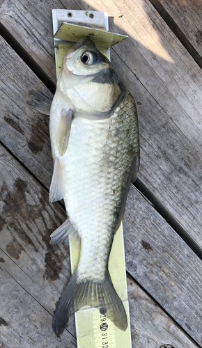 ヘラブナの釣果