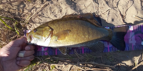 スモールマウスバスの釣果