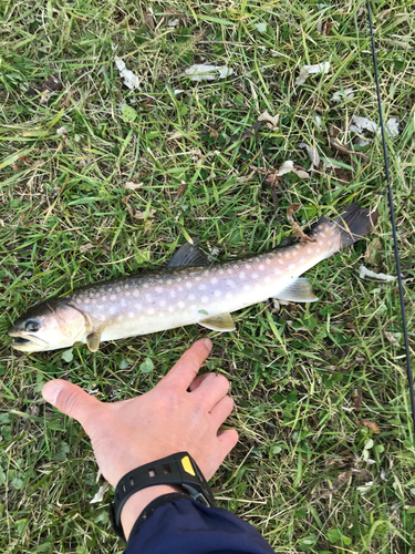 アメマスの釣果