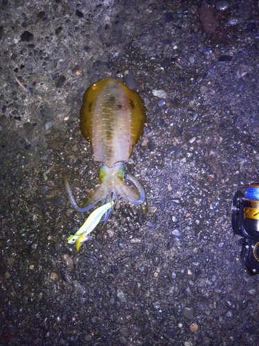 アオリイカの釣果