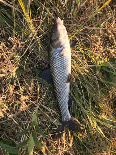 ニゴイの釣果