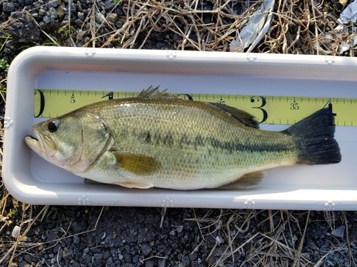 ラージマウスバスの釣果