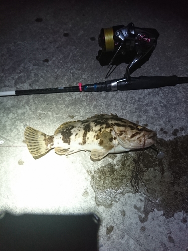 ベッコウゾイの釣果